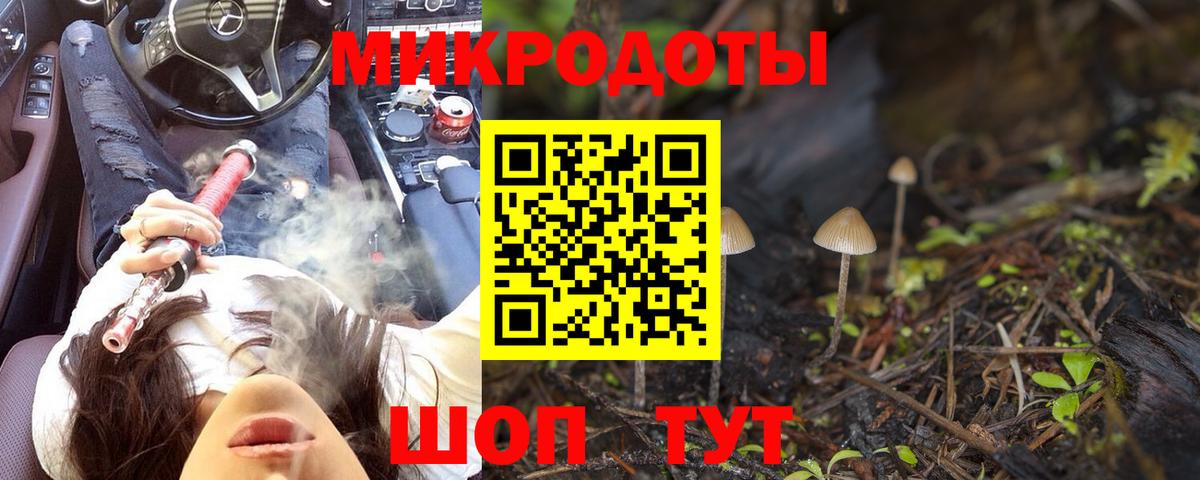Псилоцибиновые грибы Psilocybe Котлас